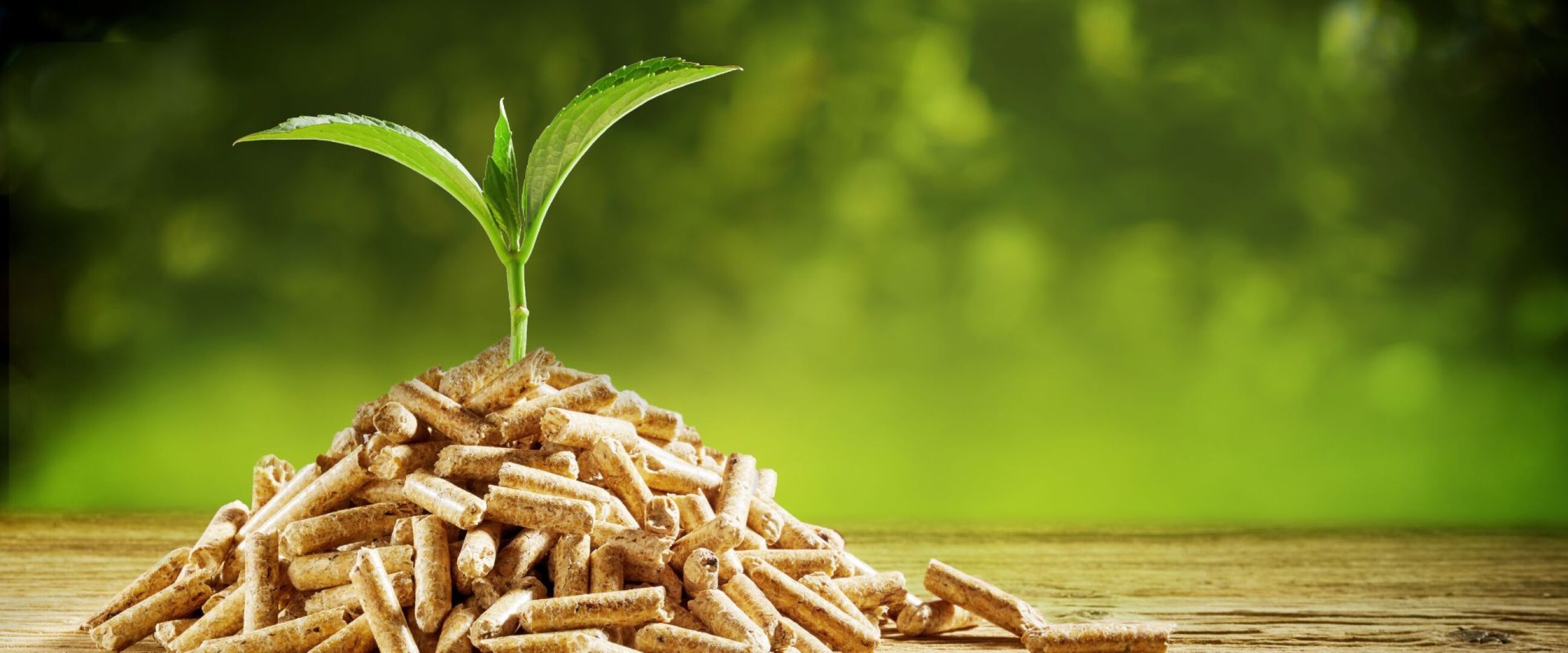 Zu sehen sind mehrere Pellets, aus denen eine kleine Pflanze wächst.