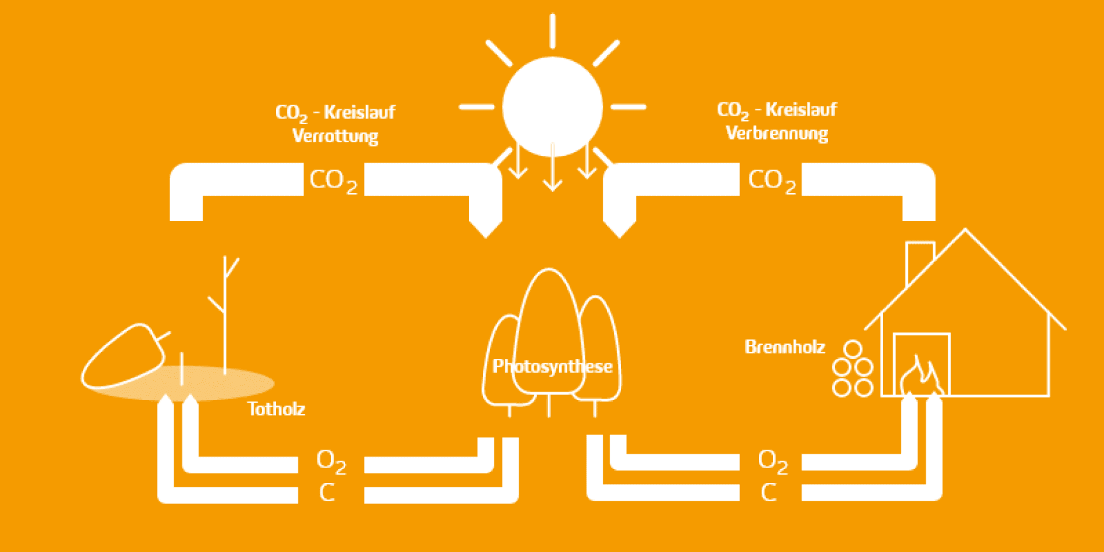 Auf der Infografik ist der Kreislauf der Photosynthese dargestellt. Es wird gezeigt, dass bei der Verbrennung von Holz in einer Holzheizung ebenfalls CO2 an die Bäume zurückgegeben wird, wie bei der natürlichen Verrottung von Totholz.