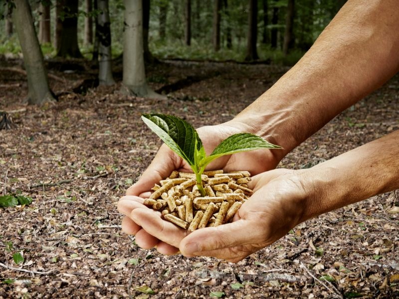 Alt-Tag: Zu sehen Pellets, die in zwei Händen vor einem Wald gehalten werden, aus den Pellets wächst eine kleine Pflanze.